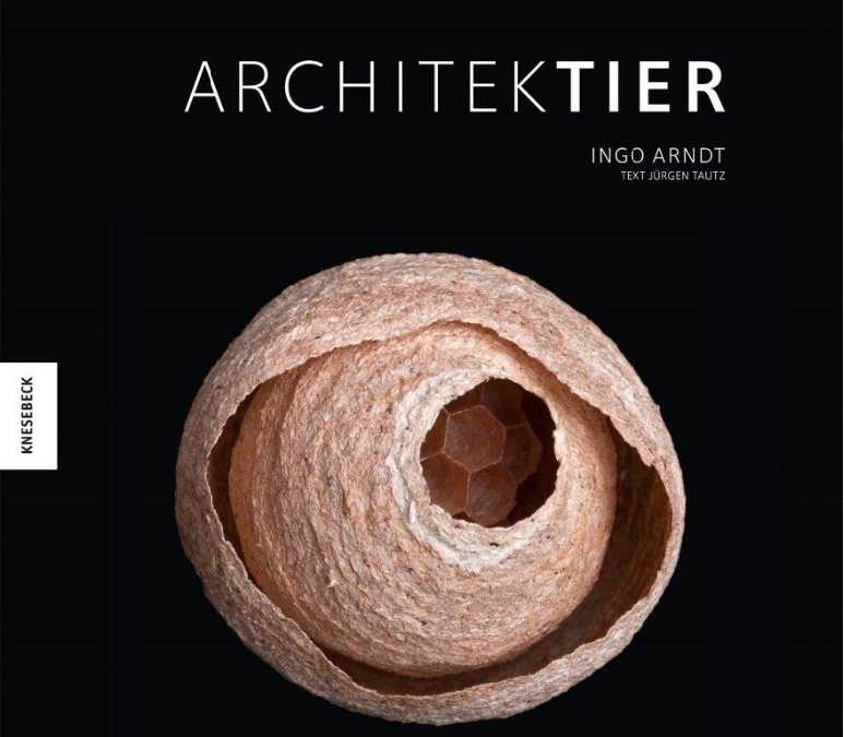 „Architektier“ – Baumeister der Natur